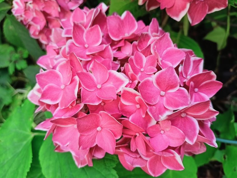  - Grădina 2025 continuare 4