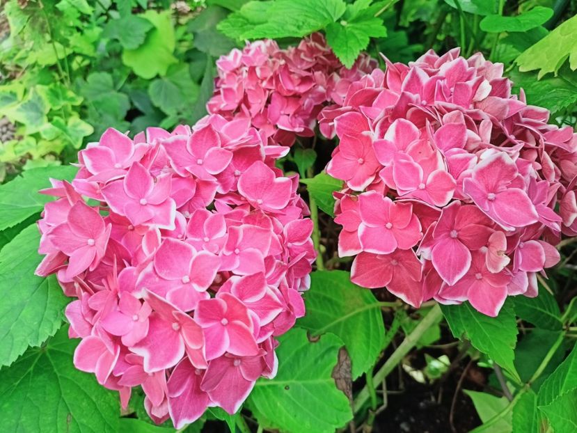  - Grădina 2025 continuare 4