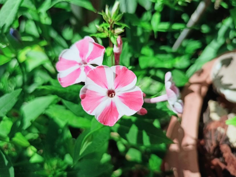 Phlox Peppermint Twist - Grădina 2025 continuare 4