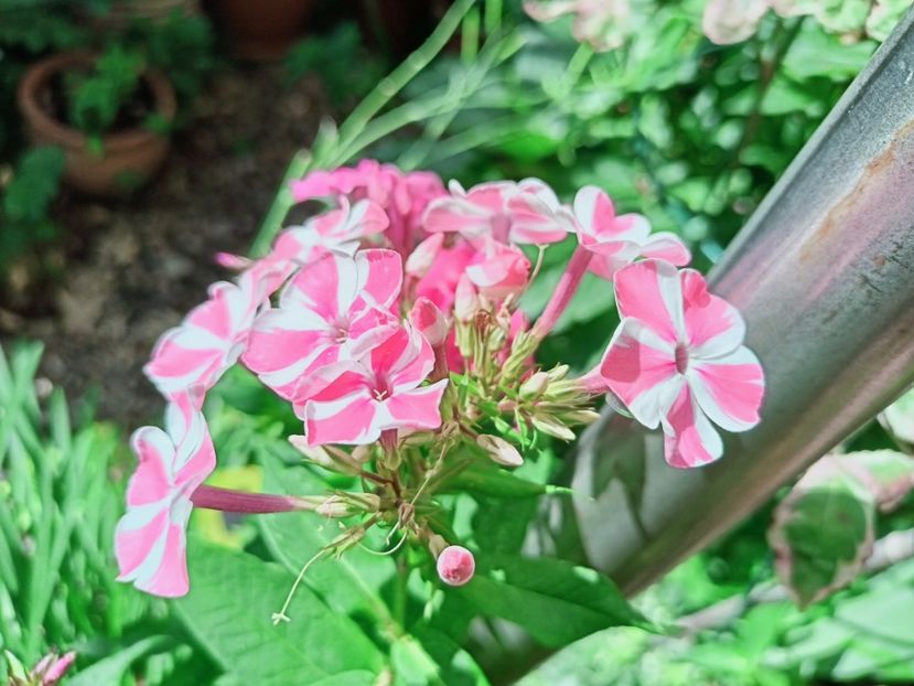  - Grădina 2025 continuare 4