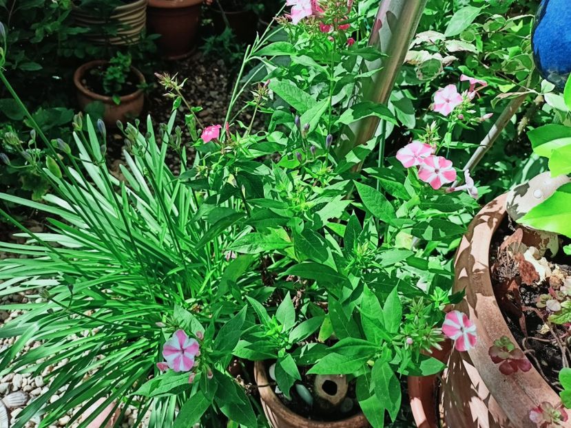  - Grădina 2025 continuare 4