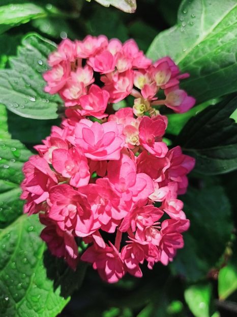  - Grădina 2025 continuare 4