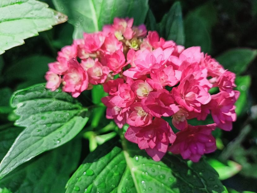  - Grădina 2025 continuare 4