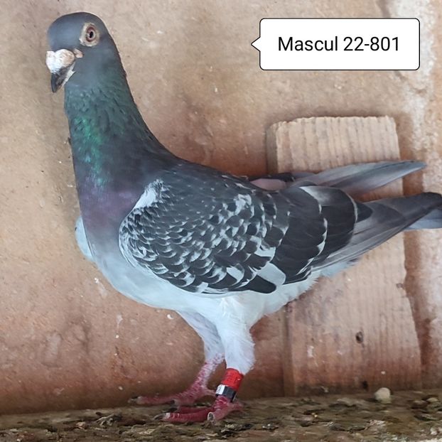 Mascul 22-801 - Stropit