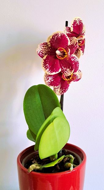  - Phalaenopsis 3