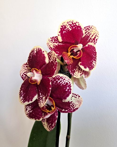  - Phalaenopsis 3