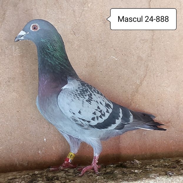 Mascul 24-888 - Stropit