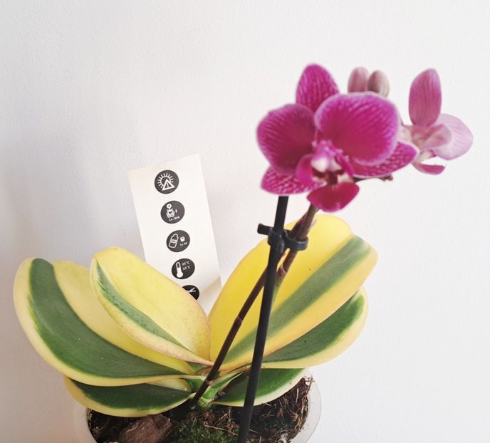  - Phalaenopsis 3