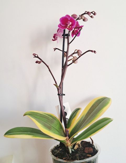 Chia E Yenlin - Phalaenopsis 3
