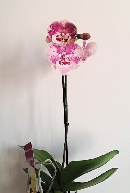  - Phalaenopsis 3