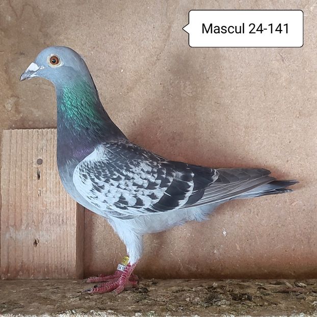 Mascul 24-141 - Stropit