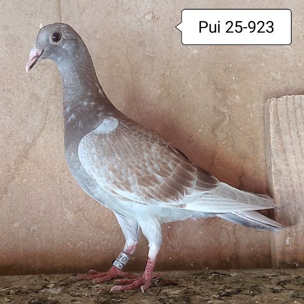 Pui 25-923 - Porumbei vanduti