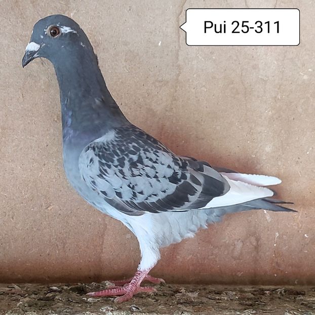 Pui 25-311 - Stropit list