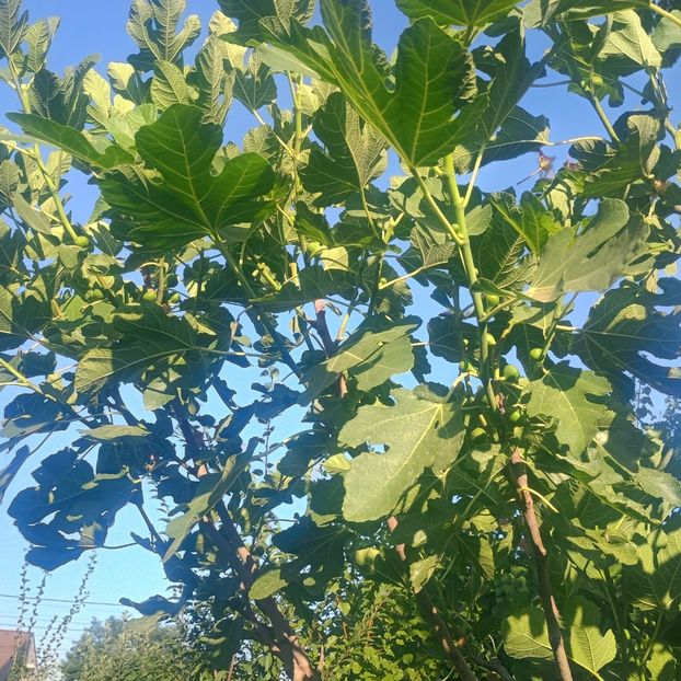 Mininut - arbori fructiferi 2025