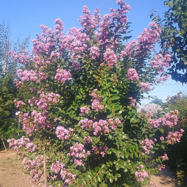 liliac mov Powhatan - arbori ornamentali 2025