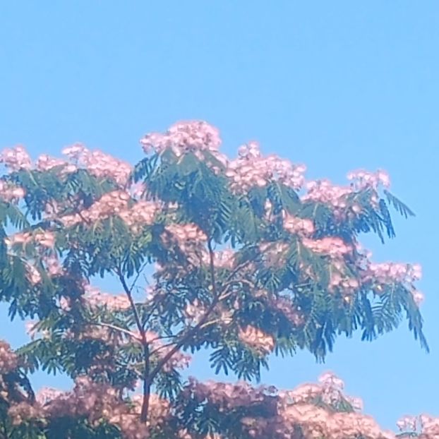  - arbori ornamentali 2025