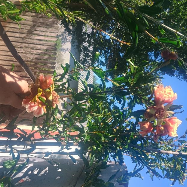  - arbori ornamentali 2025