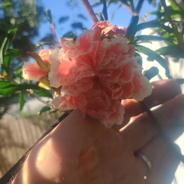  - arbori ornamentali 2025