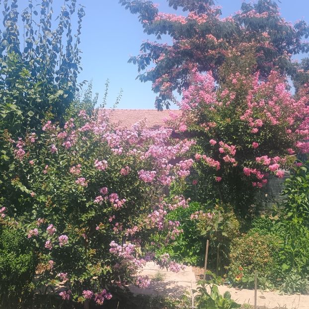  - arbori ornamentali 2025