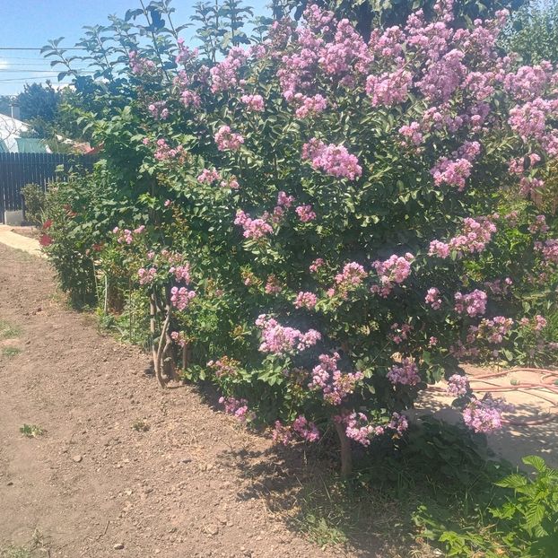  - arbori ornamentali 2025