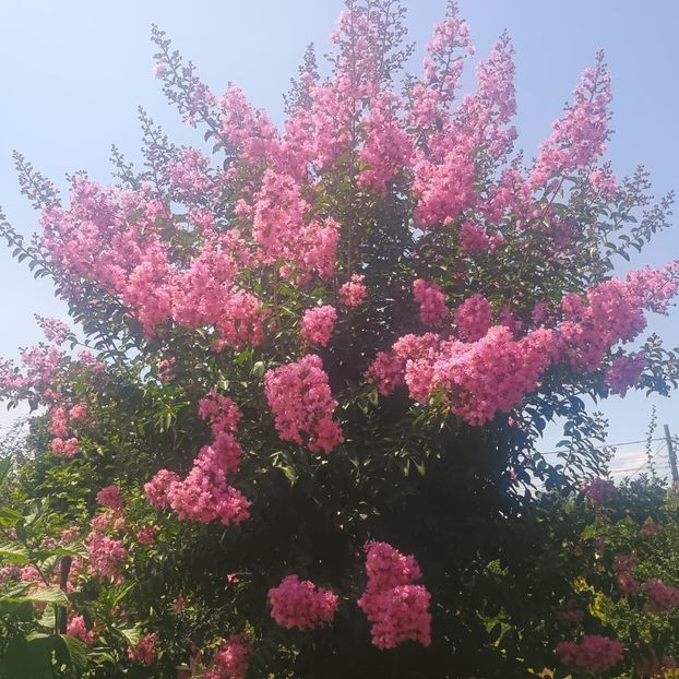 10.07 - arbori ornamentali 2025