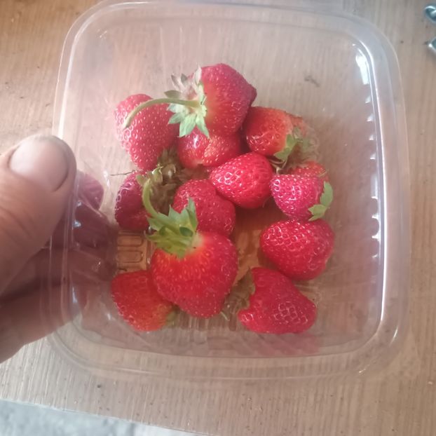 rod continuu 15.07 - arbori fructiferi 2025