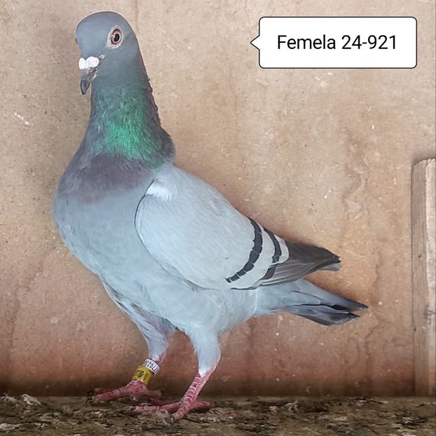 Femela 24-921....-10 lei - Porumbei vanduti