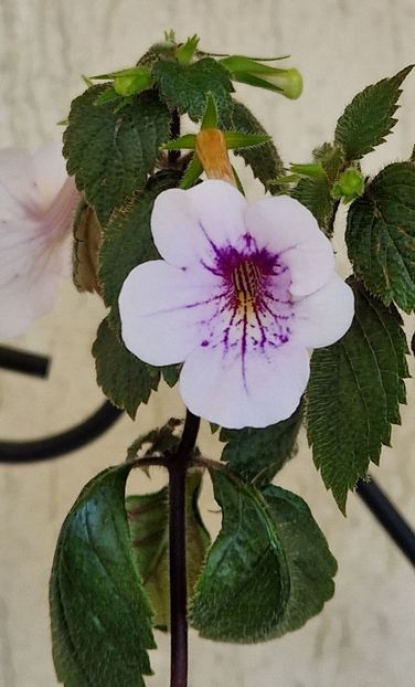 Ambroise Verschafelt - Achimenes 2025