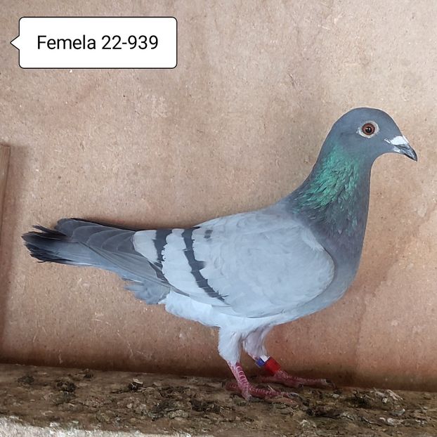 Femela 22-939 - Vanat