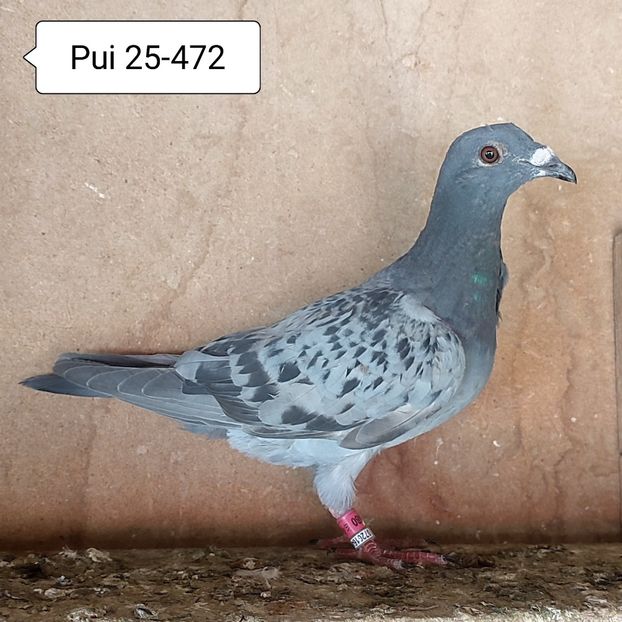 Pui 25-472 - Stropit