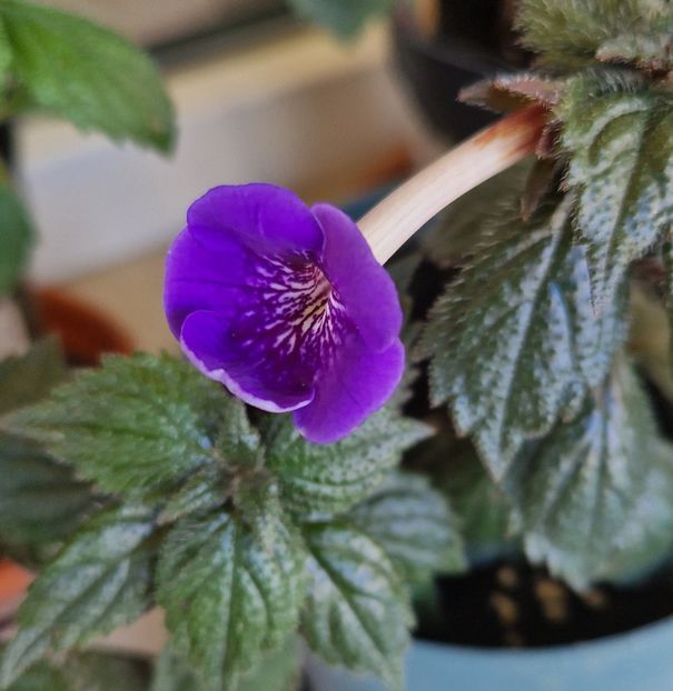 Serge s Revelation - Achimenes 2025