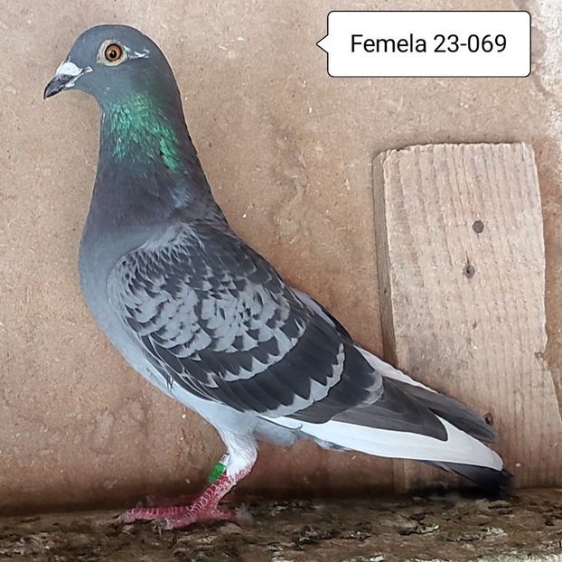 Femela 23-069 - Stropit list