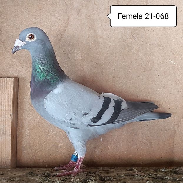 Femela 21-068 - Vanat