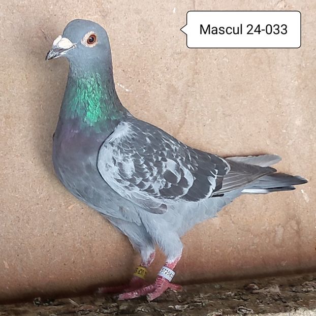 Mascul 24-033 - Stropit