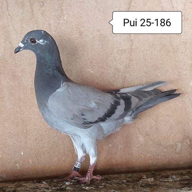 Pui 25-186. - Vanat