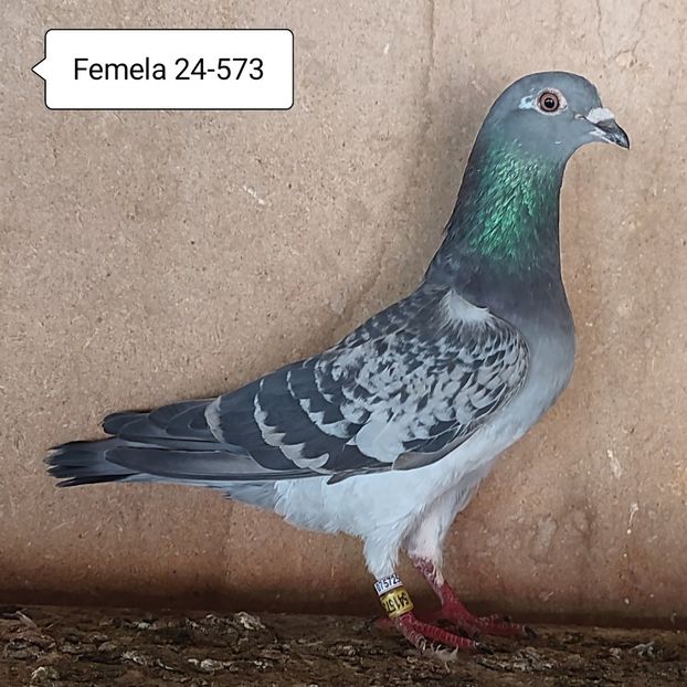 Femela 24-573 - Stropit