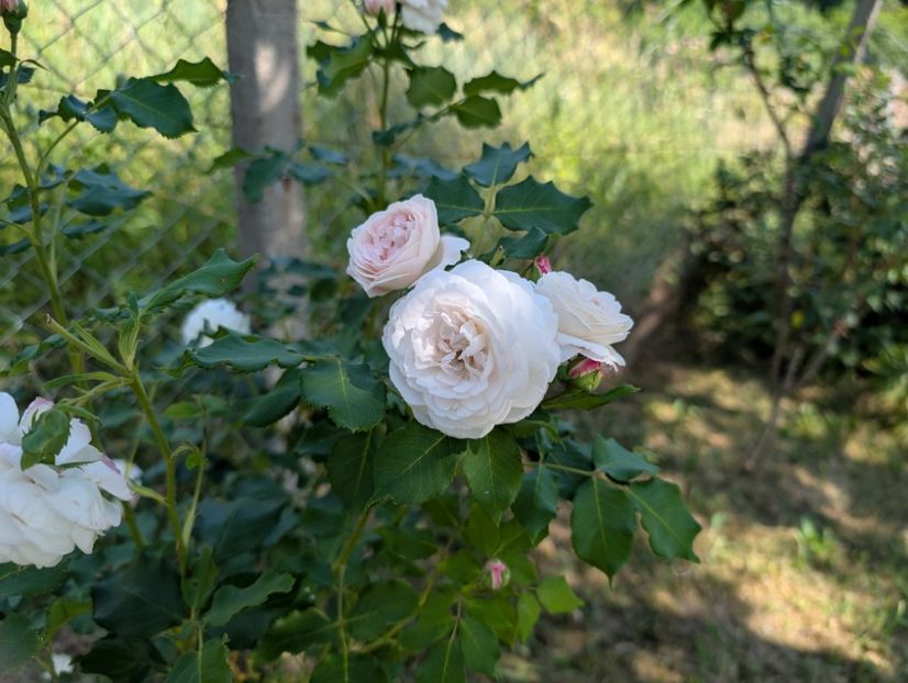 PXL_20250621_080958773 - Boule de neige