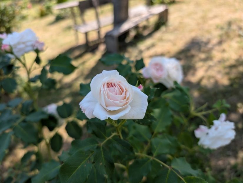 PXL_20250621_081006425 - Boule de neige