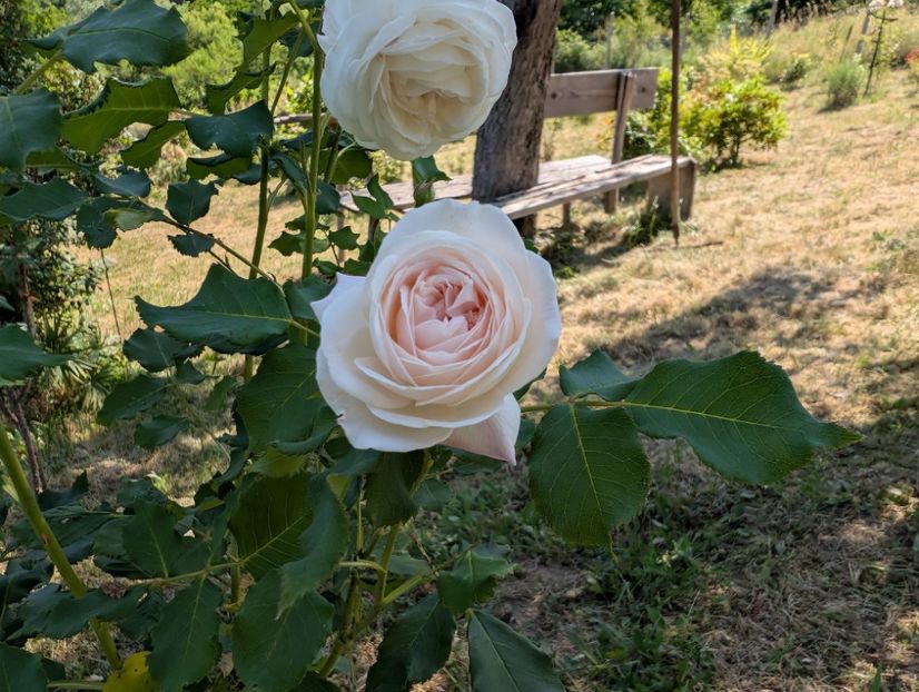 PXL_20250621_081023208 - Boule de neige