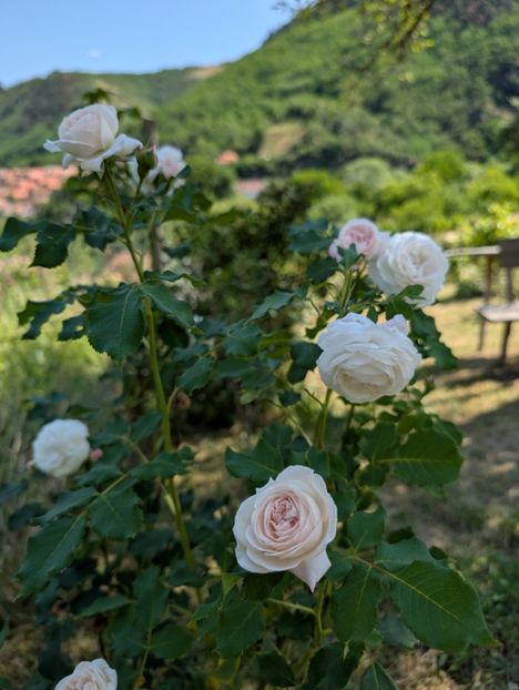 PXL_20250621_081030811 - Boule de neige