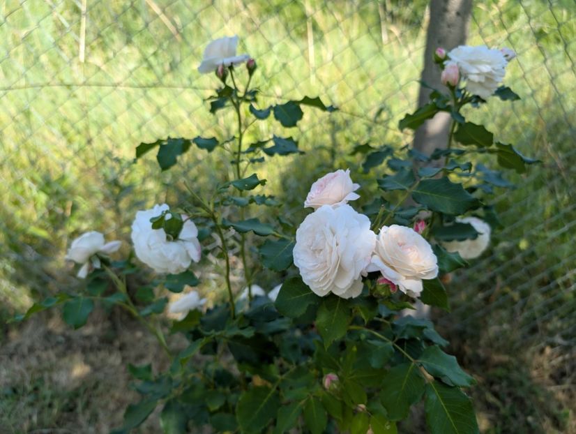 PXL_20250621_081059731 - Boule de neige