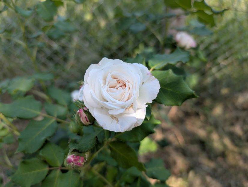 PXL_20250616_072531953 - Boule de neige