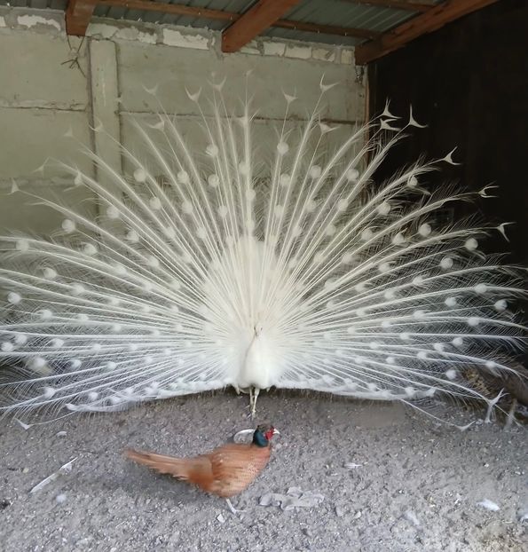 FB934D99-249E-4C66-86B9-4193AB72CA16 - Pauni