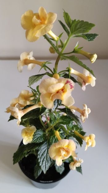 - 2025-DOUBLE YELLOW ROSE