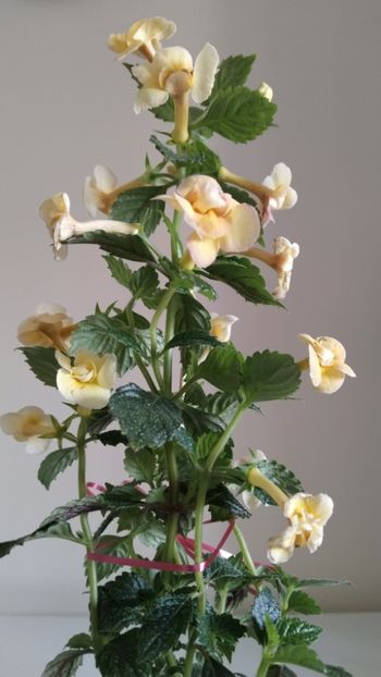 - 2025-DOUBLE YELLOW ROSE
