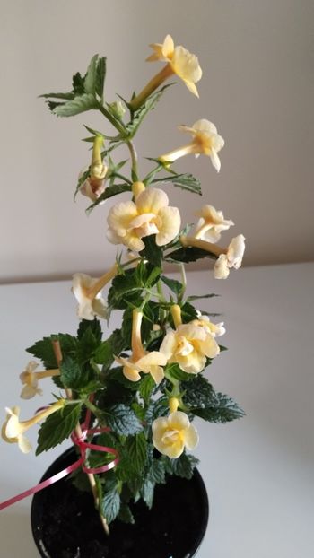  - 2025-DOUBLE YELLOW ROSE