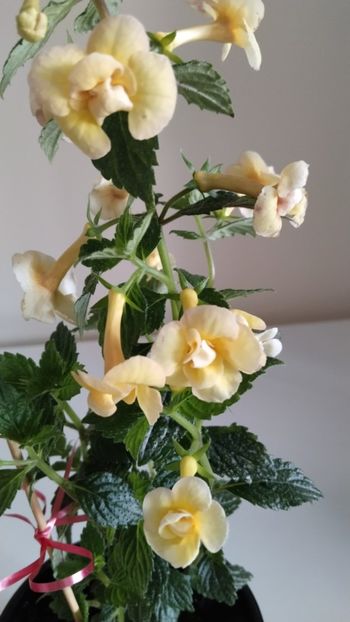  - 2025-DOUBLE YELLOW ROSE