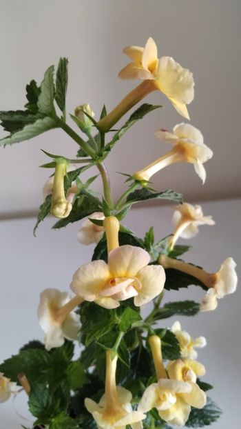  - 2025-DOUBLE YELLOW ROSE