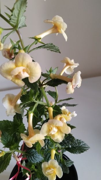  - 2025-DOUBLE YELLOW ROSE