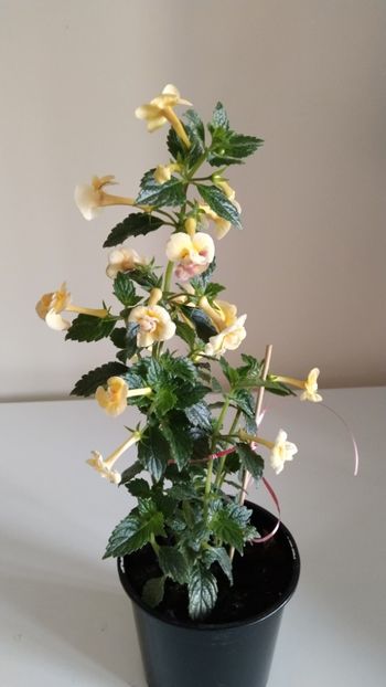  - 2025-DOUBLE YELLOW ROSE